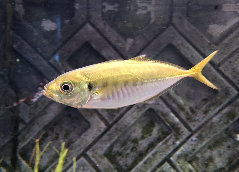 マアジってどんな魚?特徴や釣り方から簡単レシピもご紹介します! - 釣りバルーン