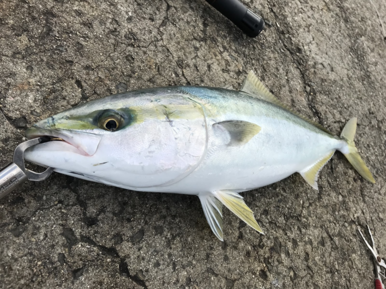 ブリってどんな魚?「資源量が増加中!」の魚の生態と釣り方、調理法をご紹介 - 釣りバルーン
