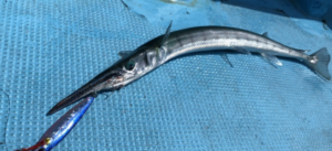 ダツについて知ろう!生態や特徴、釣り方に美味しい食べ方もご紹介 - 釣りバルーン