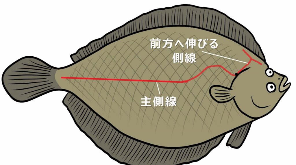 知名度はないが食卓には欠かせない「アサバガレイ」の生態と釣り方、調理法をご紹介 釣りバルーン